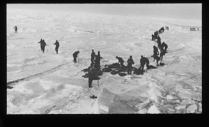Image of Many sealers with seals, on ice